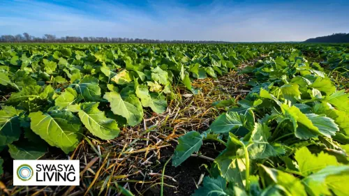 What is Cover Crops in Agriculture? Types, Benefits, Examples!