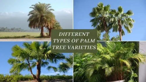 15 Different Types of Palm Tree Varieties for Your Garden with Names & Pictures
