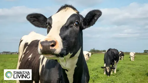 Holstein Friesian Cow: Price, Milk Per Day and Characteristics 