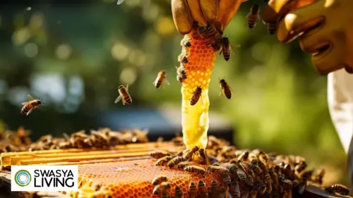 Honey Farming: The Sweetest Business You Can Start
