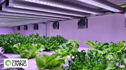 Why Hydroponic Vertical Farming Is Revolutionizing Urban Agriculture 
