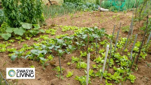 Importance of Kitchen Garden: Grow Fresh, Eat Fresh