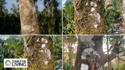 What Are Lichens? Discover the 3 Main Types & Their Unique Roles in Nature