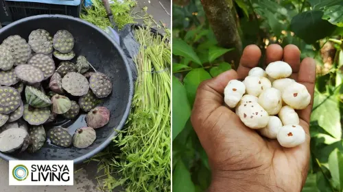 Makhana farming in India: Process, Benefits, Cost Per Acre!