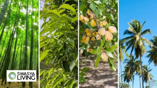 Top 11 Most Profitable Trees to Grow in India
