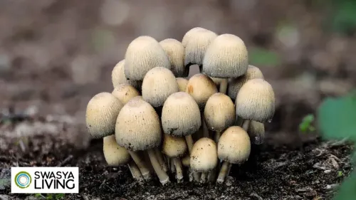 Mushroom Cultivation: A Beginner’s Guide to Growing Your Fungi