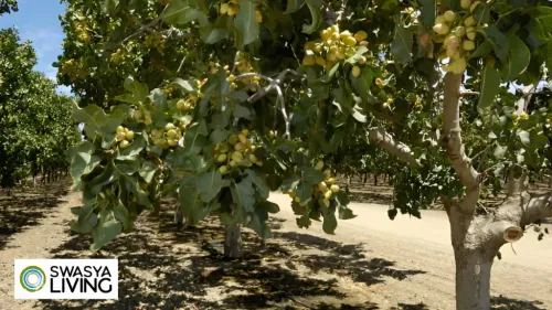 Organic Pistachio Farming in India: Profit, Practices, Challenges
