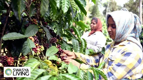 Top 10 Coffee Producing States in India: A Complete Guide