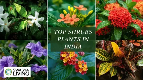 Top 14 Shrubs Plants in India with Name and Pictures for Your Home