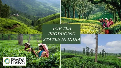 List of Top 5 Tea Producing States in India 2025| Highest & Largest Tea Growing Regions