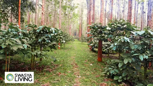 Types of Coffee Plants: A Brewtiful Journey Through Coffee Plant Varieties