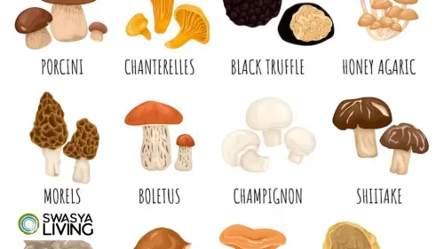 A Fun(gi) Guide to 15 Types of Mushrooms