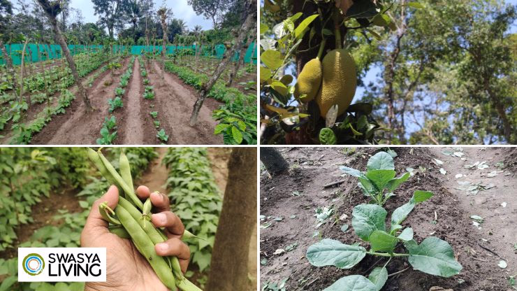 Sustainable Food Systems: Rethinking What’s on Our Plate—and Why It Matters